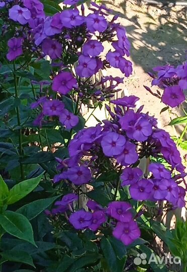 Флоксы сортовые