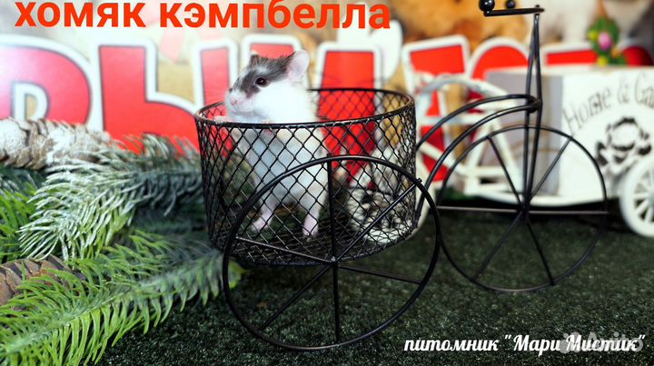 Ручные хомяки кэмпбелла, живут парами, не пахнут