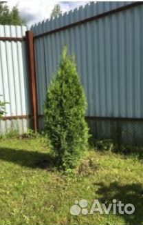 Живая изгородь Брабант