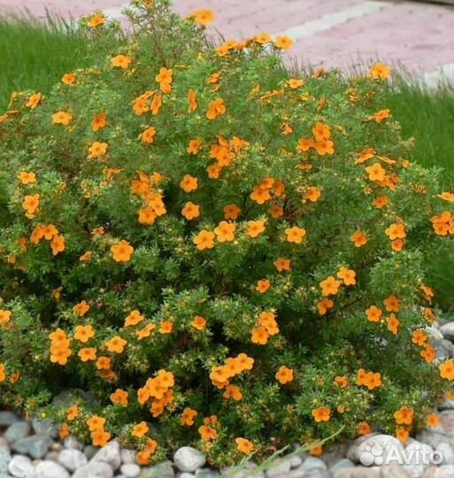 Саженцы садовых растений