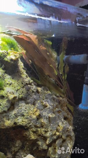 Аквариум dennerle nano cub 30 л, все что на фото