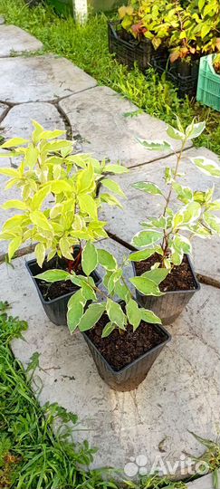 Саженцы дерен в ассортименте