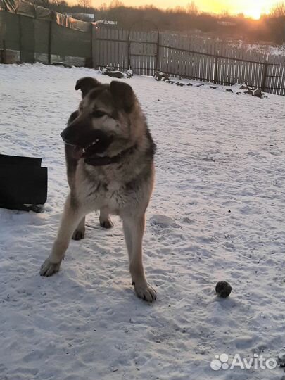 Немецкая овчарка,метис