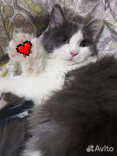 Котёнок девочка в добрые руки