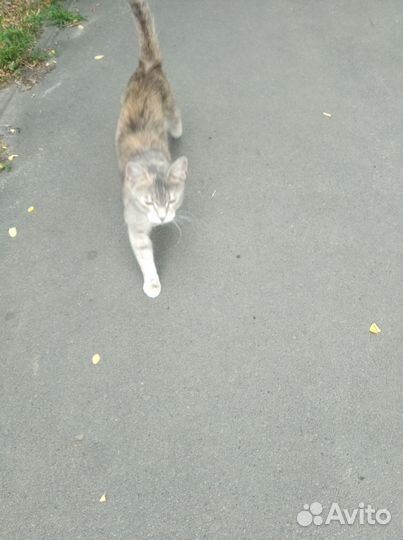 Кошка в дар бесплатно