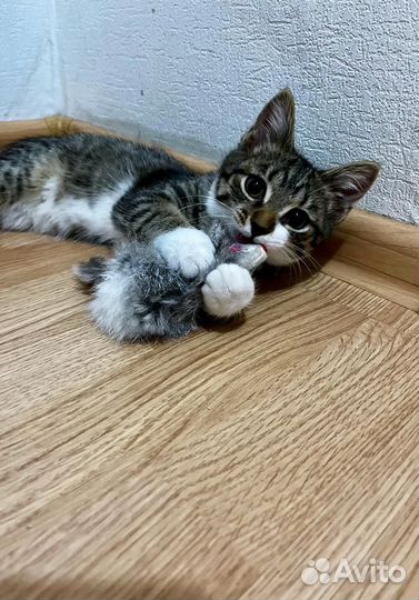 Отдам котенка в добрые руки