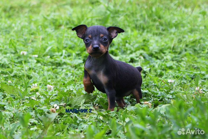 Щенки цвергпинчера