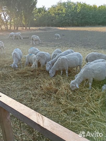 Овцы ярки