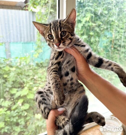 Уникальные котята алк Ф1