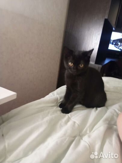 Кошечка чёрная. Три месяца