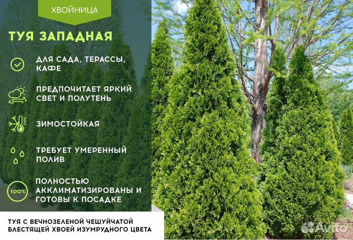 Туи в ассортименте: Колумна, Брабант, Смарагд