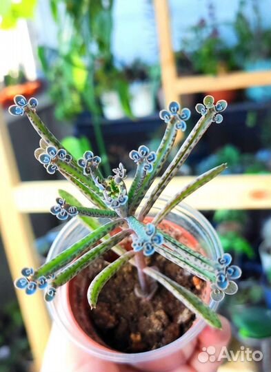 Комнатные растения, суккуленты