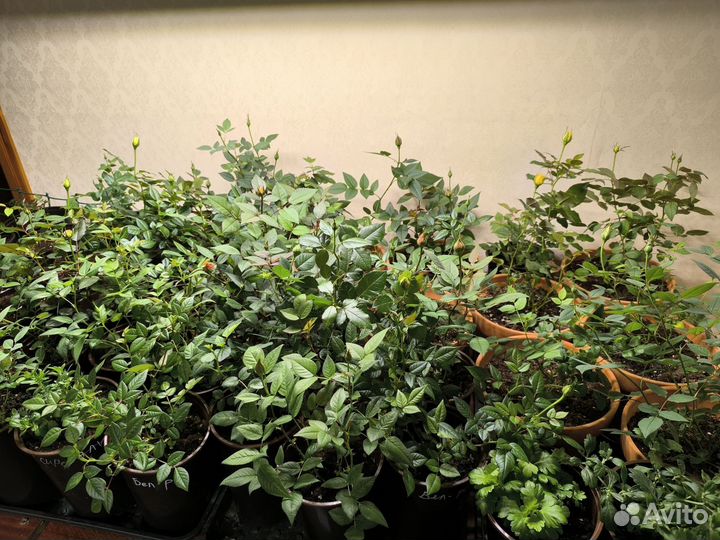 Уход за розой Кордана. Методичка