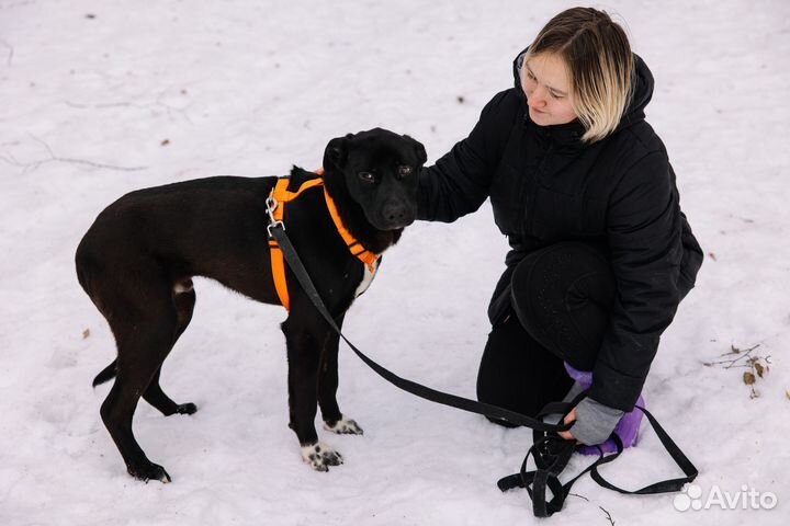Ласковый Олаф грустит в приюте