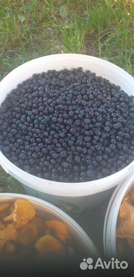 Черника свежая