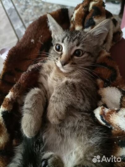 Юся-тутуся, кроткое и нежное создание