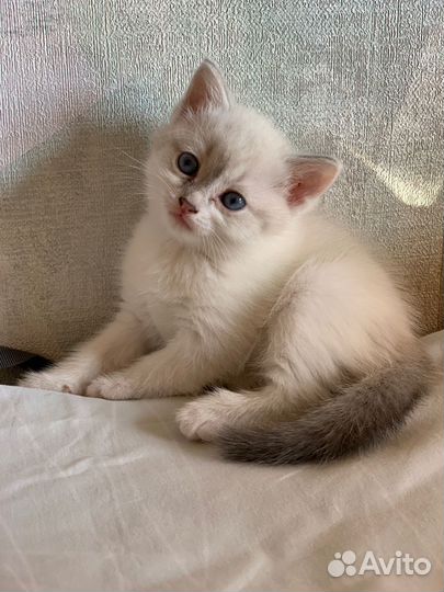 Отдам в добрые руки