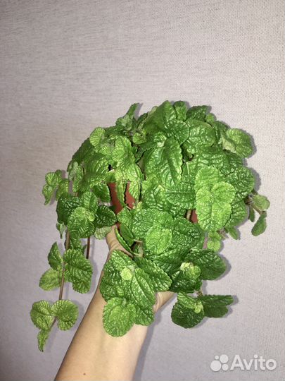 Пилея Чарли