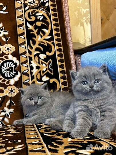 Шотландская