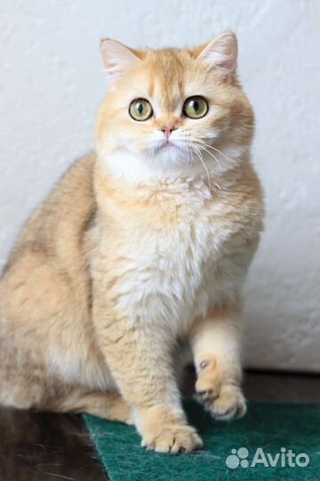 Шотландские кошки
