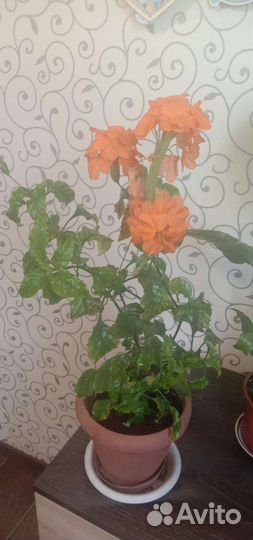 Комнатные цветы