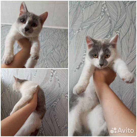 Котята мальчик и девочка