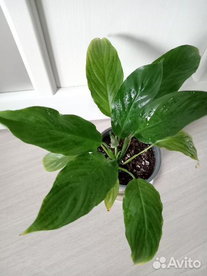 Спатифиллум