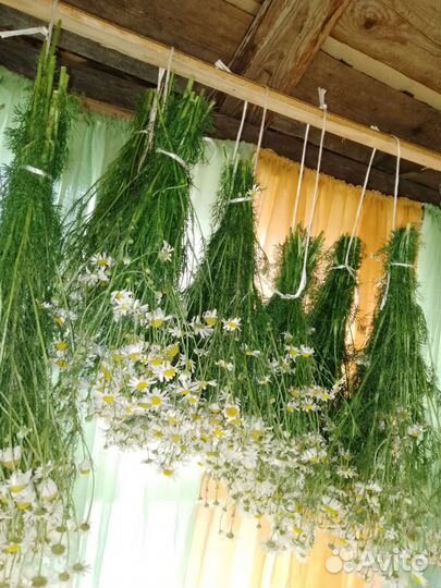 Ромашка для чая