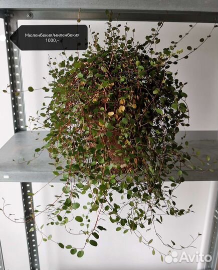 Комнатные растения и цветы