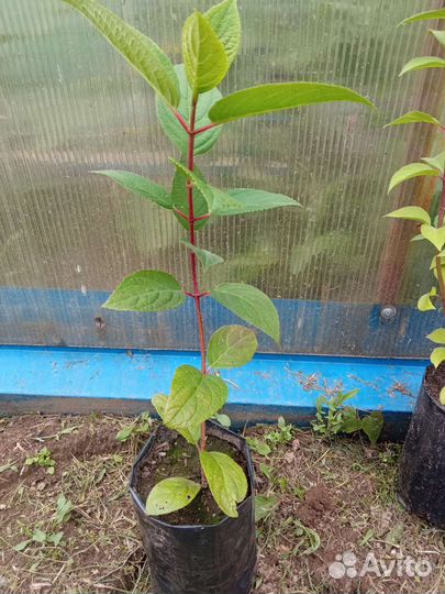 Гортензия Вимс Ред