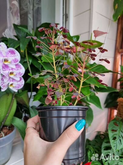 Оксалис вулканический бургунди