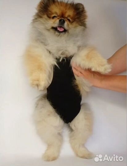 Трусы для собак