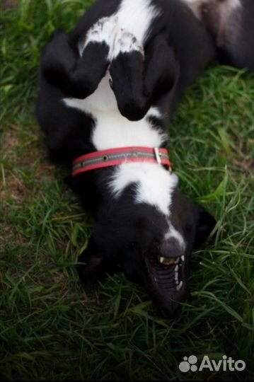 Собачка в дар