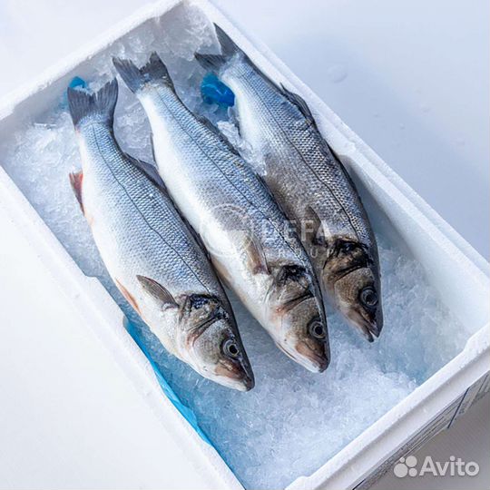 Сёмга, Дорадо, Сибас, рыба, морепродукты
