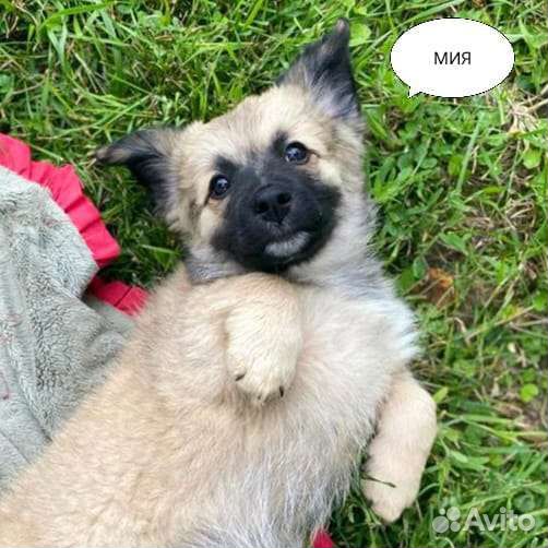 Малыши коротколапики 2,5 мес