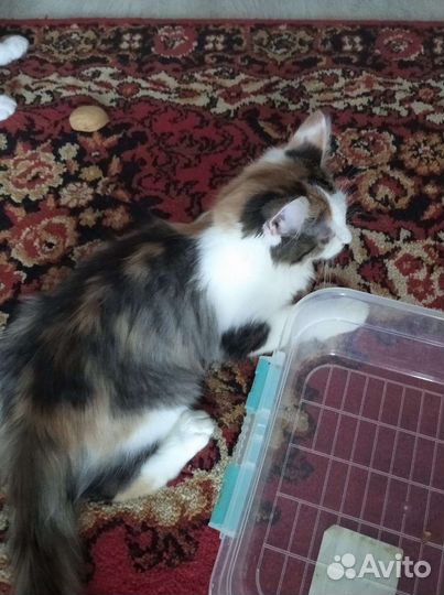 Девочка 5 мес в добрые руки