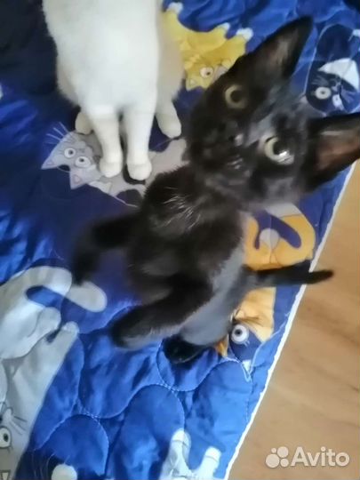 Котенок мальчик