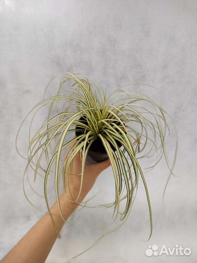 Осока комнатная вариегатная