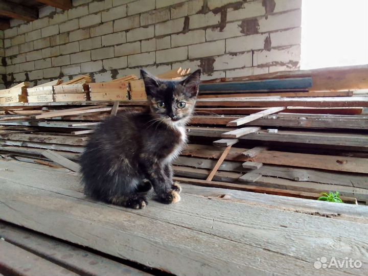 Котенок в добрые руки