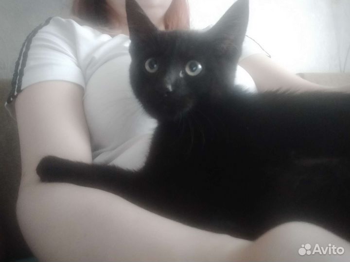 Котенок бесплатно