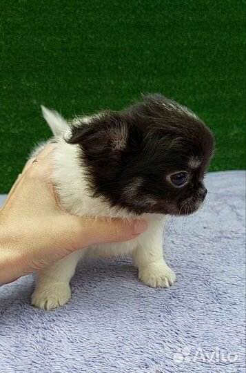 Чихуахуа мальчик длинношерстный