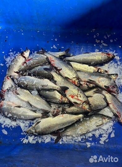 Свежая форель из Карелии оптом от 20 кг