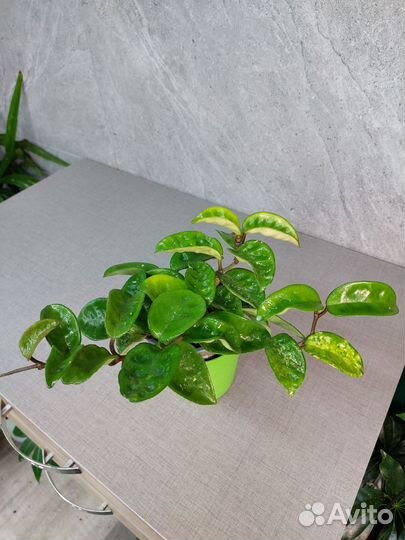 Hoya chlorantha