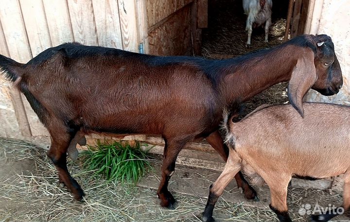 Камерунки, ламанча, камори. Дойные козы