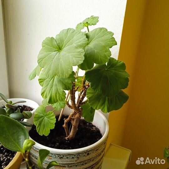 Комнатные цветы