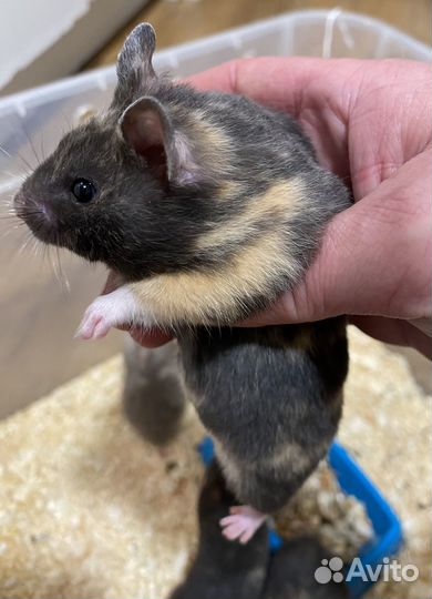 Крупные сирийские хомячки