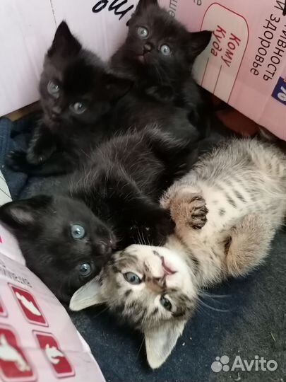 Котята в добрые руки