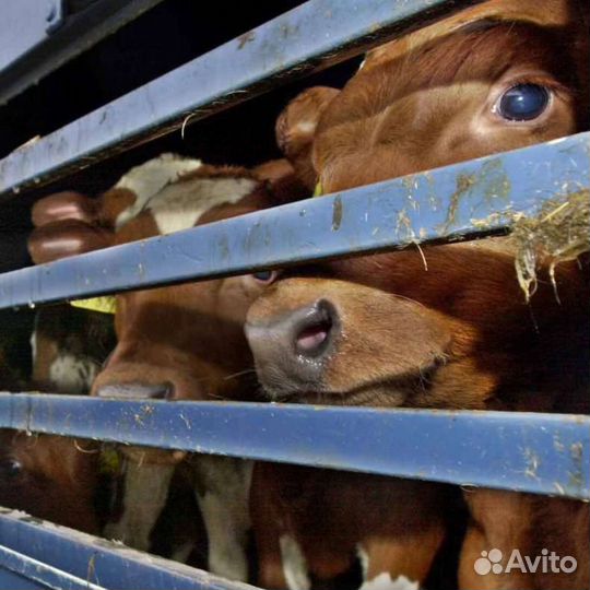 Перевозка животных