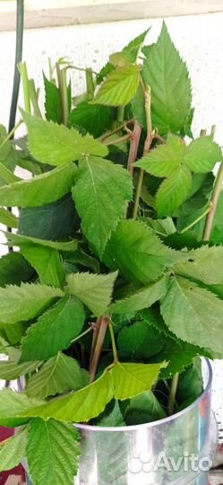 Ежевика, чебуки