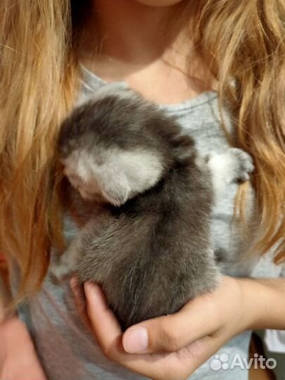 Шотландская вислоухая шиншилла